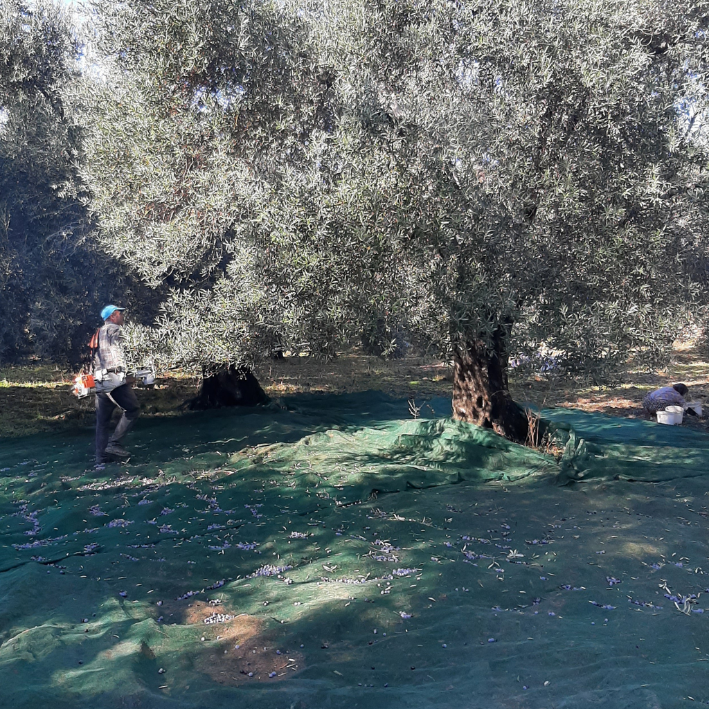 Zeytin Hasadı ve Zeytinyağı Üretimi: Doğadan Sofralarınıza Gelen Emeğin Detayları